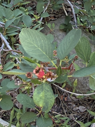iNaturalist observation photo of serviceberries