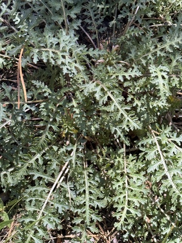 iNaturalist observation photo of pinewoods lousewort
