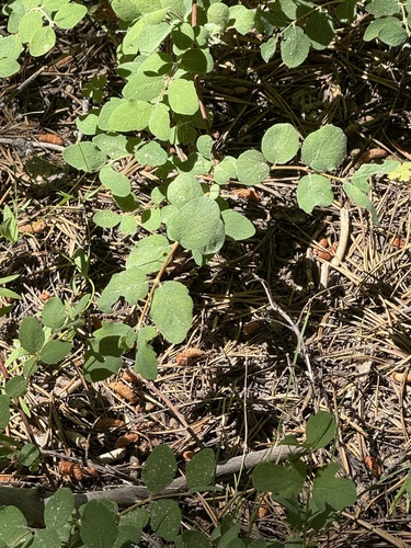 iNaturalist observation photo of creeping snowberry