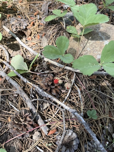iNaturalist observation photo of Virginia strawberry