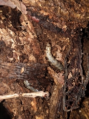 Scolecocampa liburna