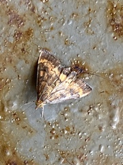 Pyrausta californicalis