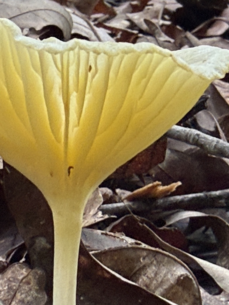 golden-gilled gerronema · July 2026 · photo: Photo: (c) wiregrasser, some rights reserved (CC BY) · iNaturalist