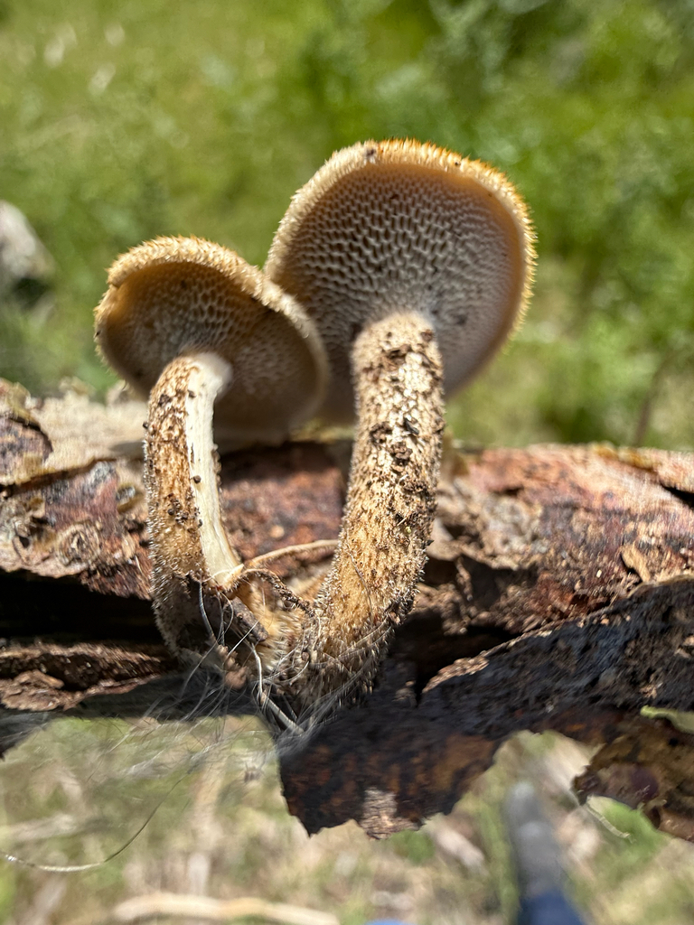 Spring Polypore · July 2026 · photo: Photo: (c) Michael Tidwell, some rights reserved (CC BY) · iNaturalist