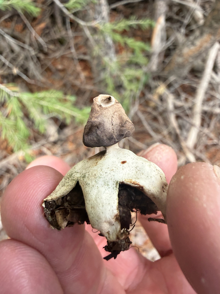 Four-rayed Earthstar · July 2026 · photo: Photo: (c) Michael Tidwell, some rights reserved (CC BY) · iNaturalist