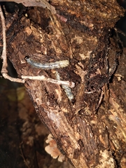 Scolecocampa liburna