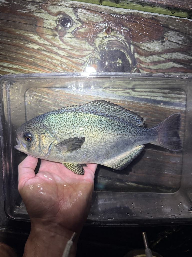 Barrelfish