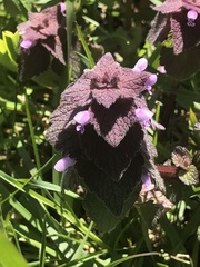 Lamium purpureum