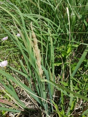Leptochloa