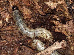 Scolecocampa liburna