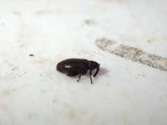 Orchestes fagi
