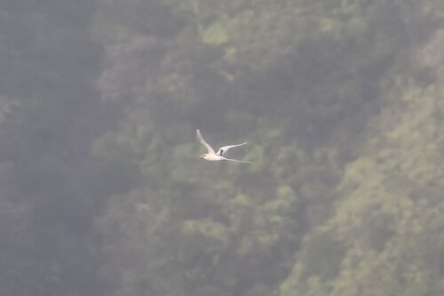 Phaethon lepturus observed 2026-06-26