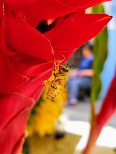 photo of Western Honey Bee (Apis mellifera)