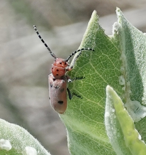 Red-femured Milkweed Borer
