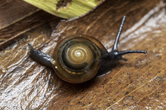 Ariophantidae