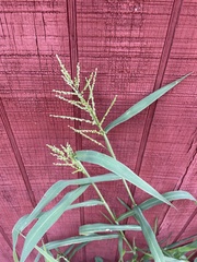 Urochloa fusca, photograph author not stated, no rights reserved