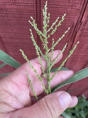 Urochloa fusca