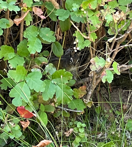 Merriam's Chipmunk observed by kelseymour