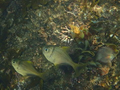 Schuettea scalaripinnis