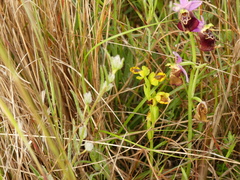 Ophrys sicula