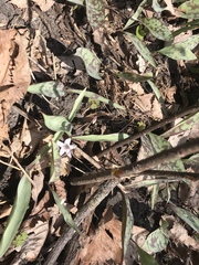 Erythronium propullans