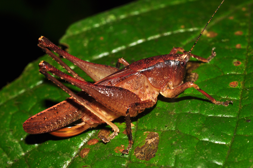Hyperomerus