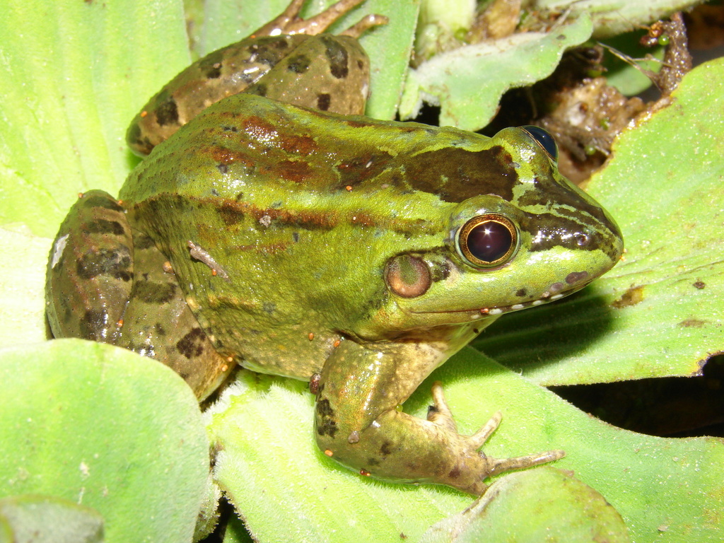 Jim's White-Lipped Frog