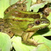 Leptodactylus viridis - Photo (c) Reuber Brandão, algunos derechos reservados (CC BY-NC), subido por Reuber Brandão