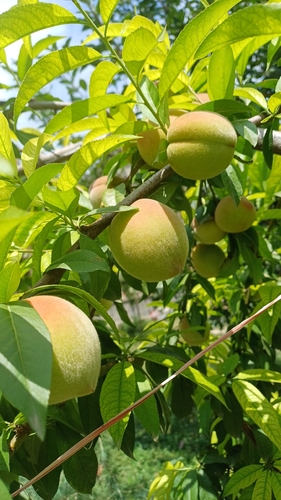 Peach