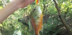 Lepomis megalotis