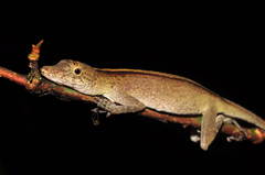 Brown-Eared Anole photo 4