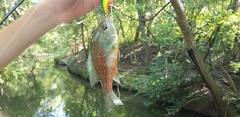 Lepomis megalotis