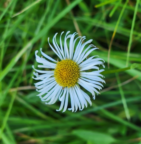 iNaturalist observation photo of Coulter's fleabane