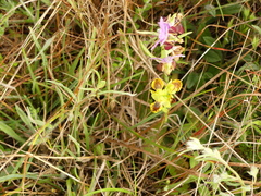 Ophrys sicula