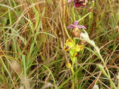 Ophrys sicula