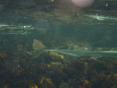 Tylosurus gavialoides