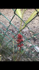 Renealmia aromatica