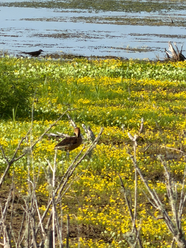iNaturalist: (c) Steffie Beres, some rights reserved (CC BY-NC), uploaded by Steffie Beres iNaturalist image