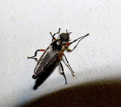 Bibio femoratus