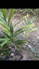 Renealmia aromatica