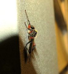 Bibio femoratus