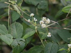 (c) Ashwin, some rights reserved (CC BY) Persicaria chinensis, photograph (c) Ashwin, some rights reserved (CC BY)