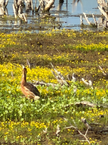 iNaturalist image