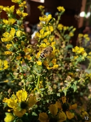 Eristalis bogotensis