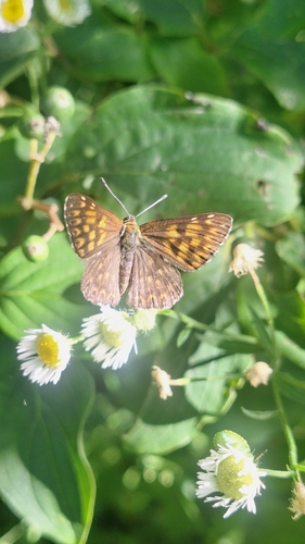 Duke of Burgundy