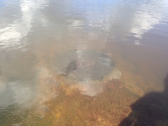 Potamotrygon orbignyi