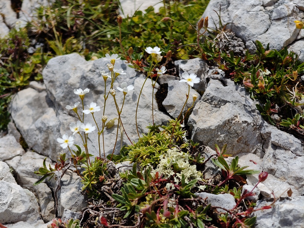 Androsace lactea; photograph (c) xulescu_g, some rights reserved (CC BY-SA)