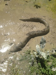 Electric Eel photo 4
