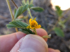 Chamaecrista calycioides