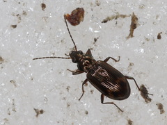 Bembidion dentellum